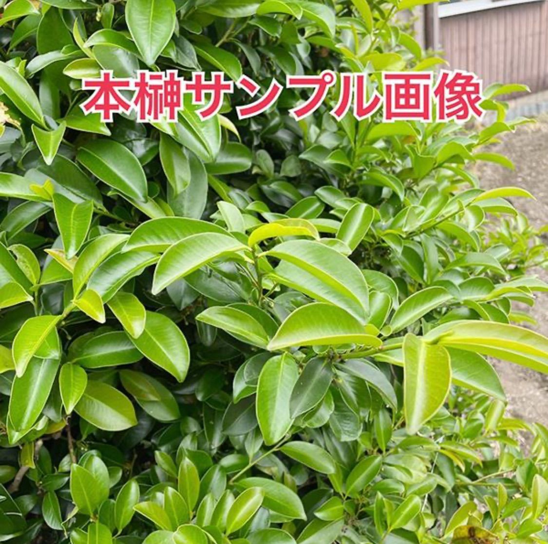 植物/本榊 挿し木苗（毎週月曜日発送：1月12日・19日の週は祝日と