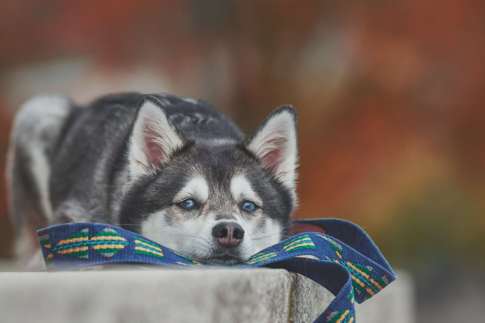 スペイン製 高級犬用首輪とリードセット　etna Azul（小型犬　中型犬） スペイン製 高級犬用首輪とリードセット etna Azul（小型犬 中型