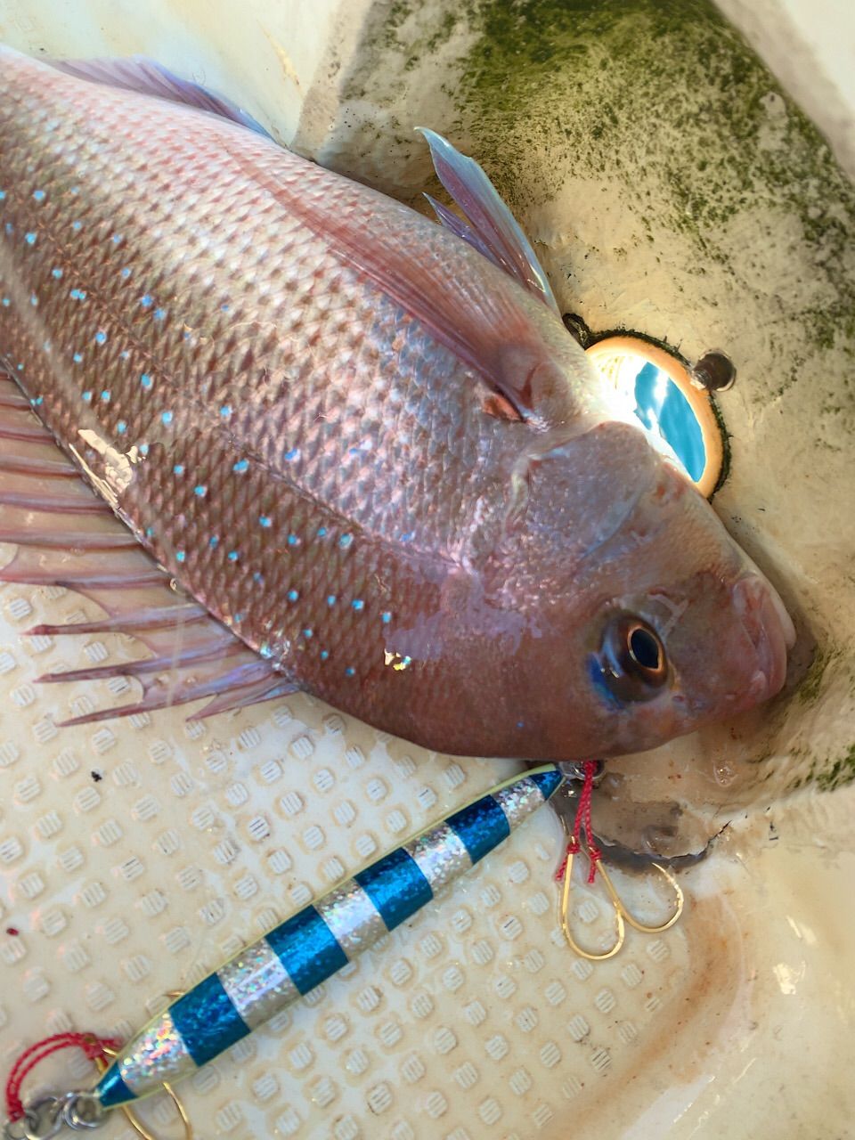 ブリ、ヒラマサ釣るなら！【ケイムラホログラムジグ250g3種セット】ダイワシマノ ブリ、ヒラマサ釣るなら！【ケイムラホログラムジグ250g3種セット