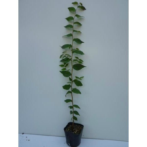 節約 苗/苗木 【45本セット】 ケヤキ 樹高0.5m前後 10.5cmポット