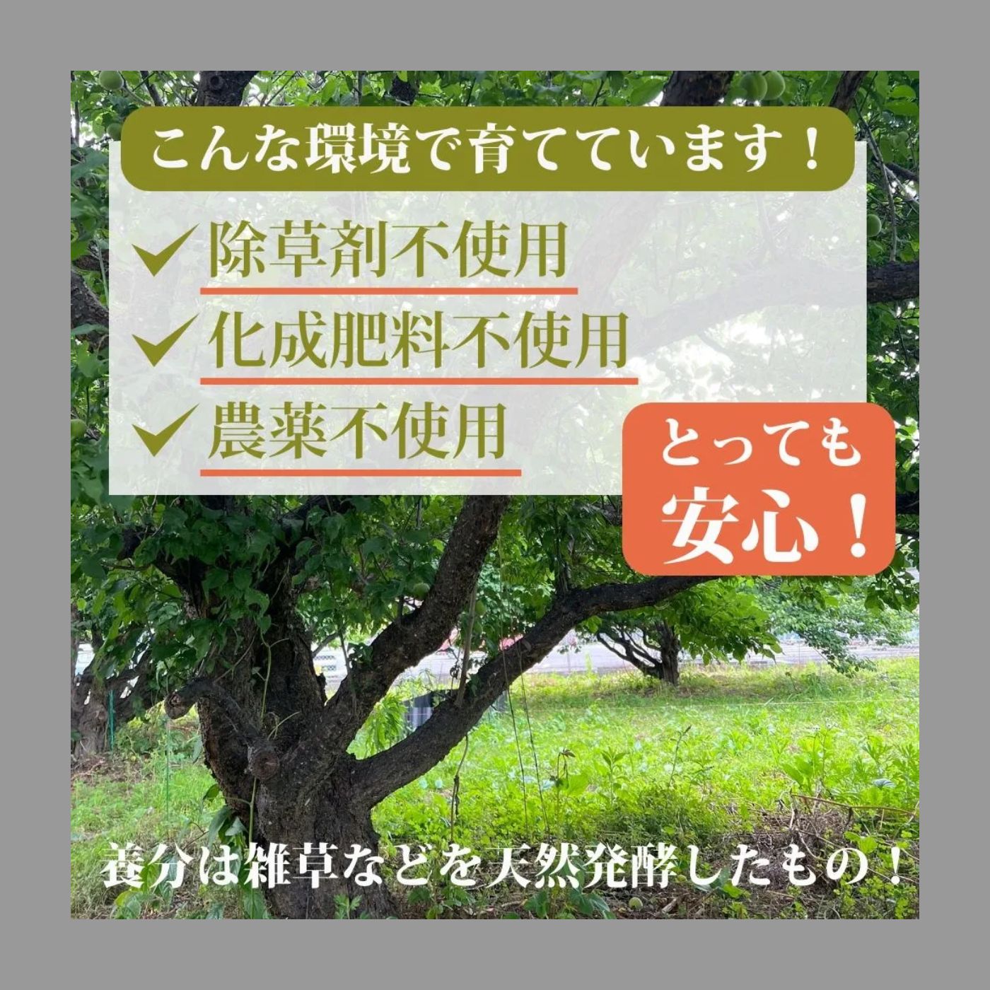 南高梅 4kg 栽培期間中は農薬は不使用！自然農法 青梅 - メルカリ