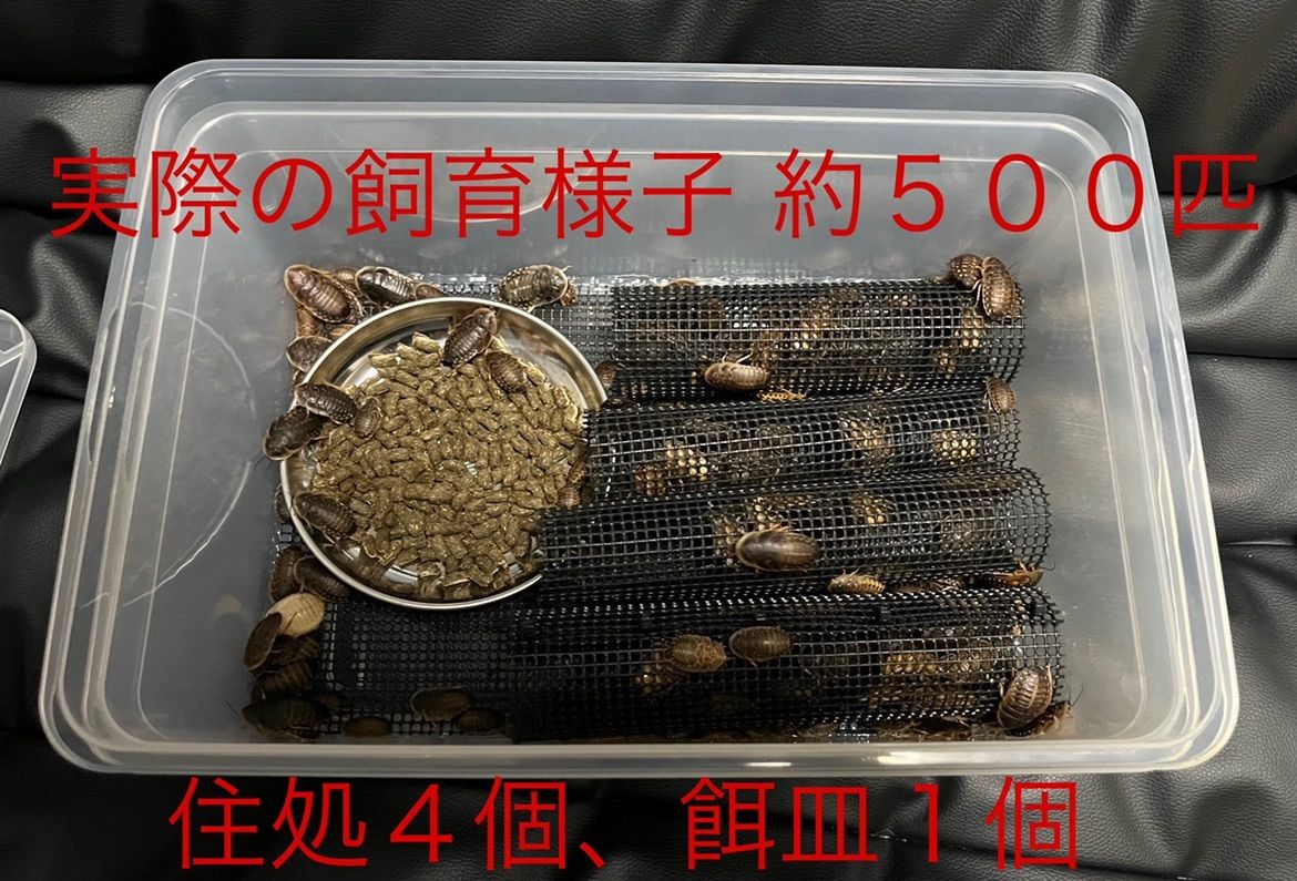 爬虫類、両生類 デュビア、コオロギ、レッドローチ 飼育ケージ