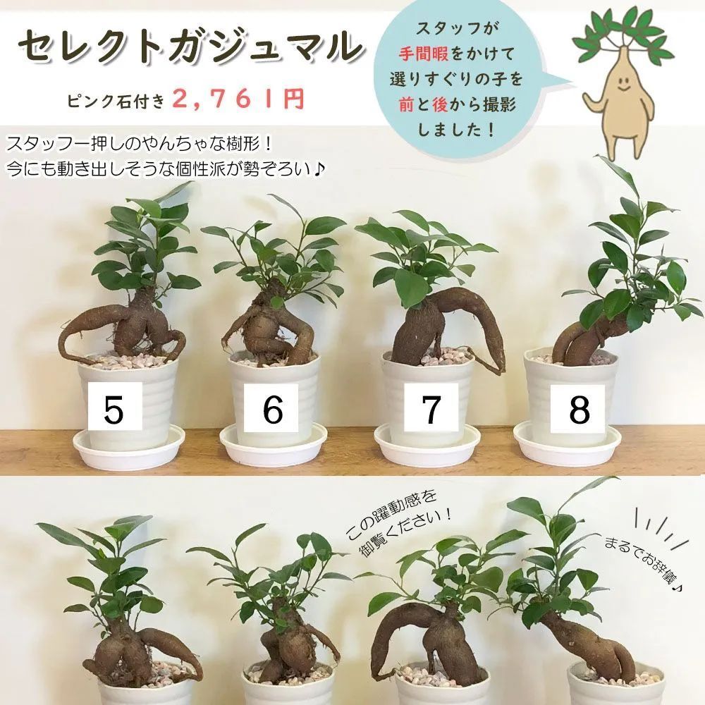 観葉植物 敬老の日 ガジュマル フィカス セレクト 現品 【選べる樹形】 白セラアート鉢 3号 ピンク石付 受皿付 鉢植え 多幸の木 がじゅまる  送料無料 【白札】 - メルカリ