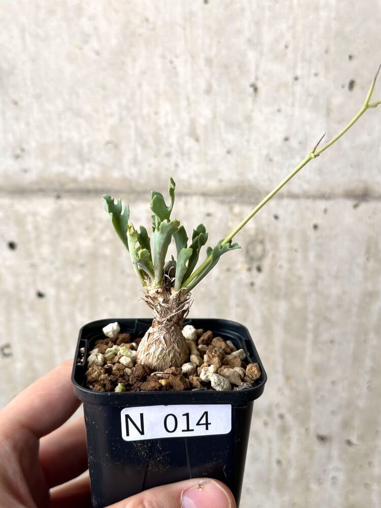 現品限りオトンナ ステインコフL24 Othonna sp Steinkopf植物塊根植物 夏型 コーデックス 現品限りオトンナ ステインコフL24 Othonna sp Steinkopf植物