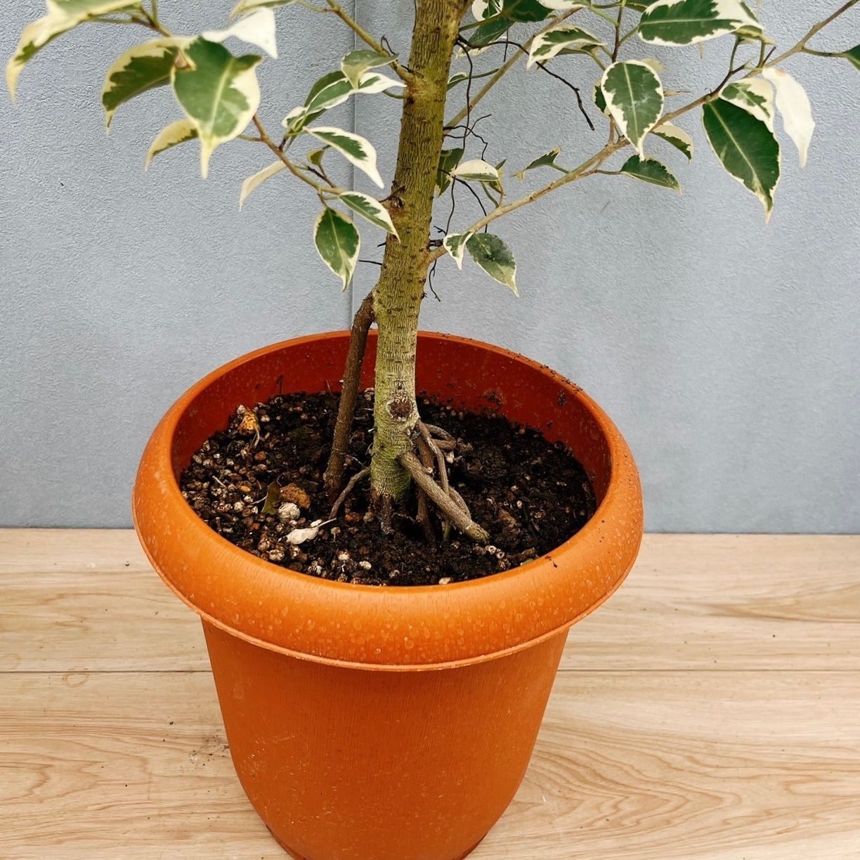 メルカリキャンペーン楽しめる✨フィカスベンジャミンスターライト✨観葉植物　室内 現品］24番 フィカス ベンジャミン スターライト 8号 観葉植物 大型