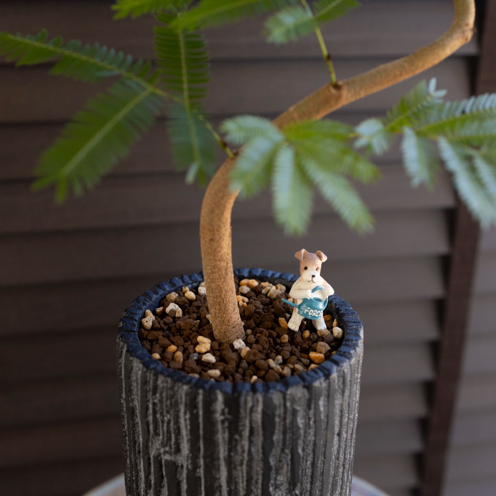 エバーフレッシュ エバーフレッシュW60259| 観葉植物の通信販売 | APEGO(アペーゴ)