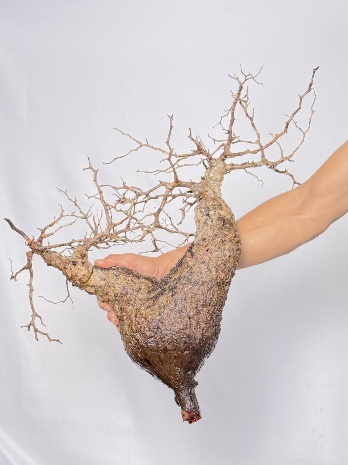 A99 Maison de Madagascar オペルクリカリア パキプス ベアルート株 マダガスカル選抜 Operculicarya pachypus パキプス コーデックス WWW_GEBZETESISAT_COM_TR