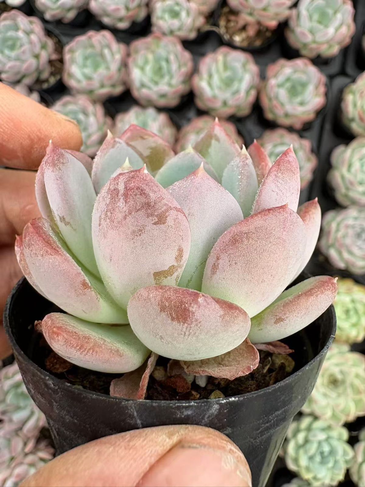 多肉植物 韓国苗 ピンクジェニー 木立 抜き苗