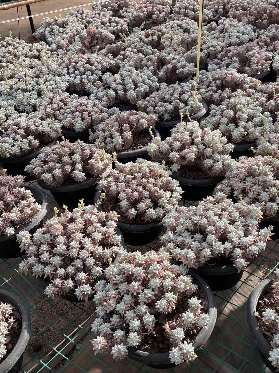 抜き苗 シラギク DP190×9株 ふっくら 多肉植物 エケベリア サボテン 韓国苗 新入荷