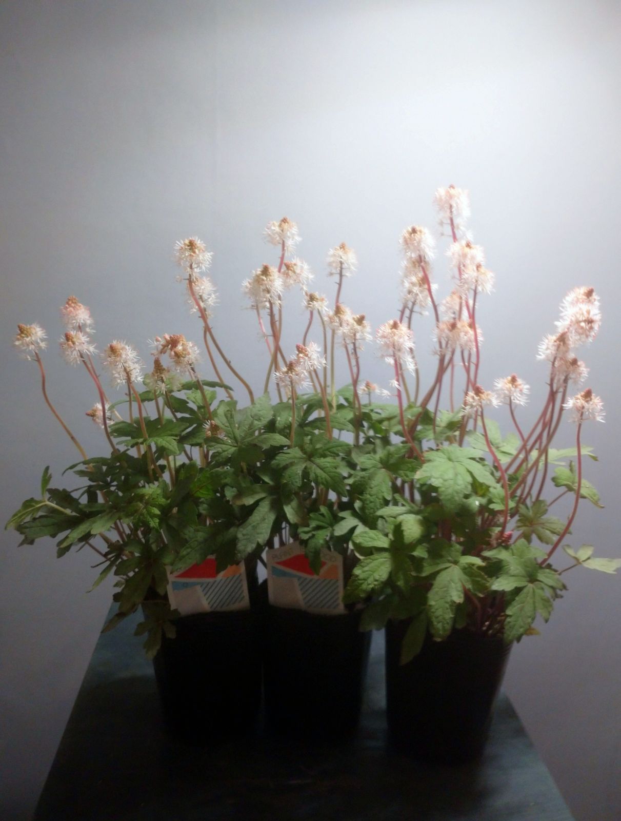 メルカリshops ティアレア スプリングシンフォニー 3号ロングポット 1苗