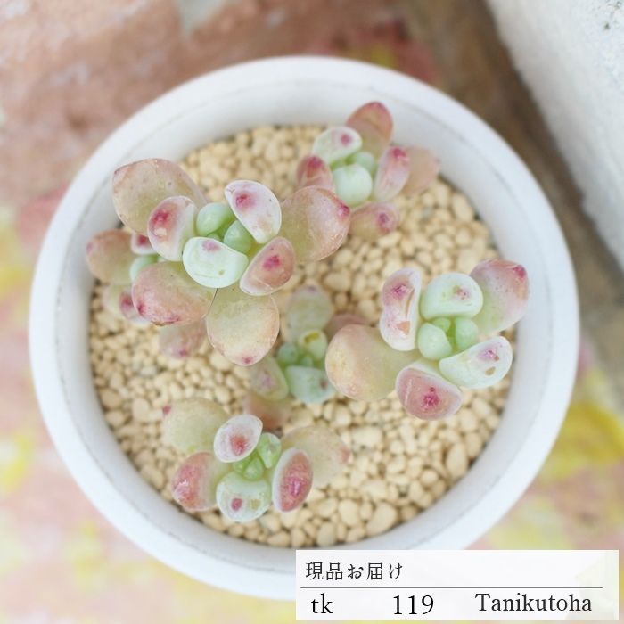育てやすいセダム☆ クラバツム群生 TKK119 セダム 多肉植物 現物の仔をお届け 珍品多肉