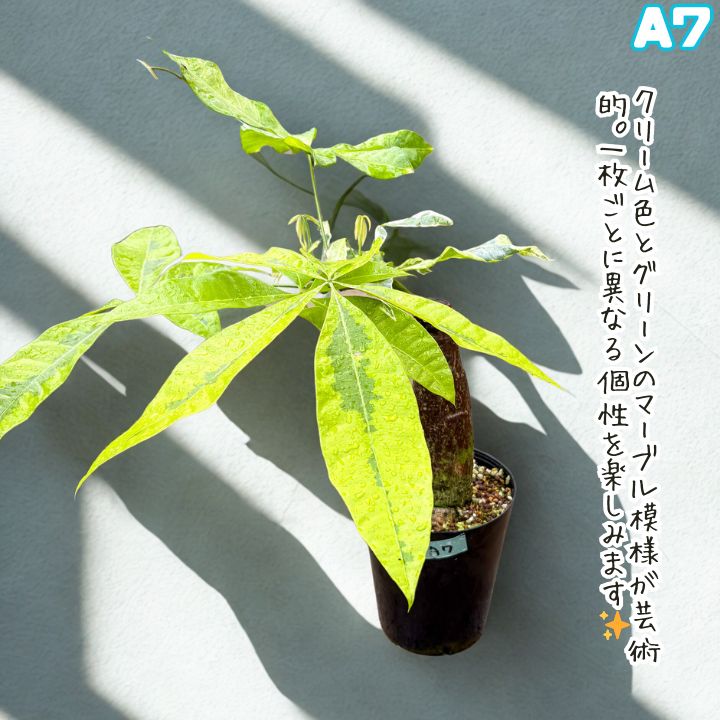 希少！パキラムーンライトA7・接ぎ木・枝分岐パラソル仕立て