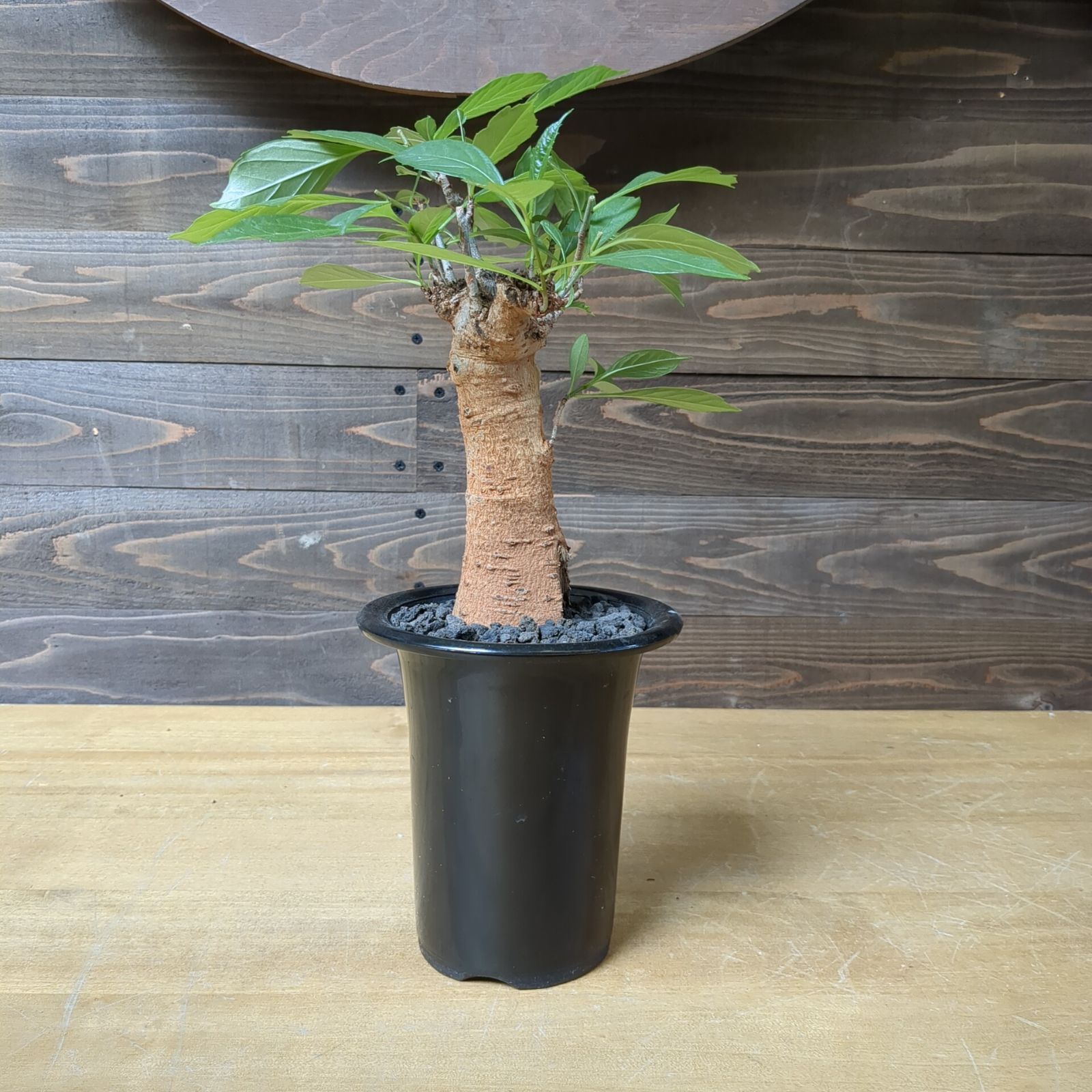 バオバブ5年物 バオバブ 極太【4〜5年モノ】早いもの勝ち 鉢のまま発送 - メルカリ