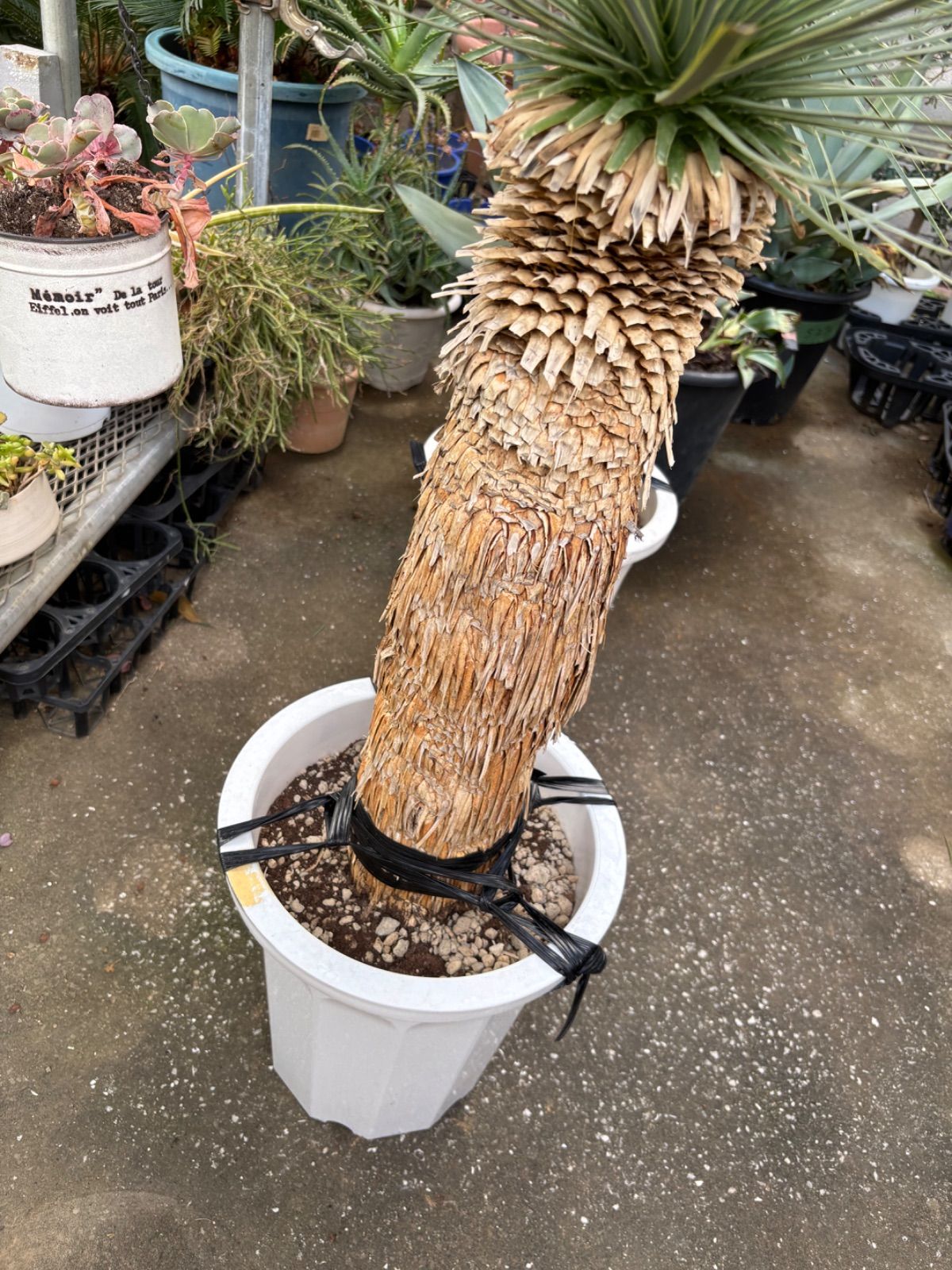 ユッカ・ロストラータ(Aラベル)尺鉢　大型株　ドライガーデン向け耐寒性強植物 ユッカ・ロストラータ(Aラベル)尺鉢 大型株 ドライガーデン向け