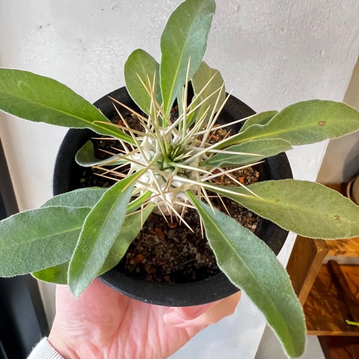 パキポディウム ナマクアナム 光堂 実生 - メルカリ