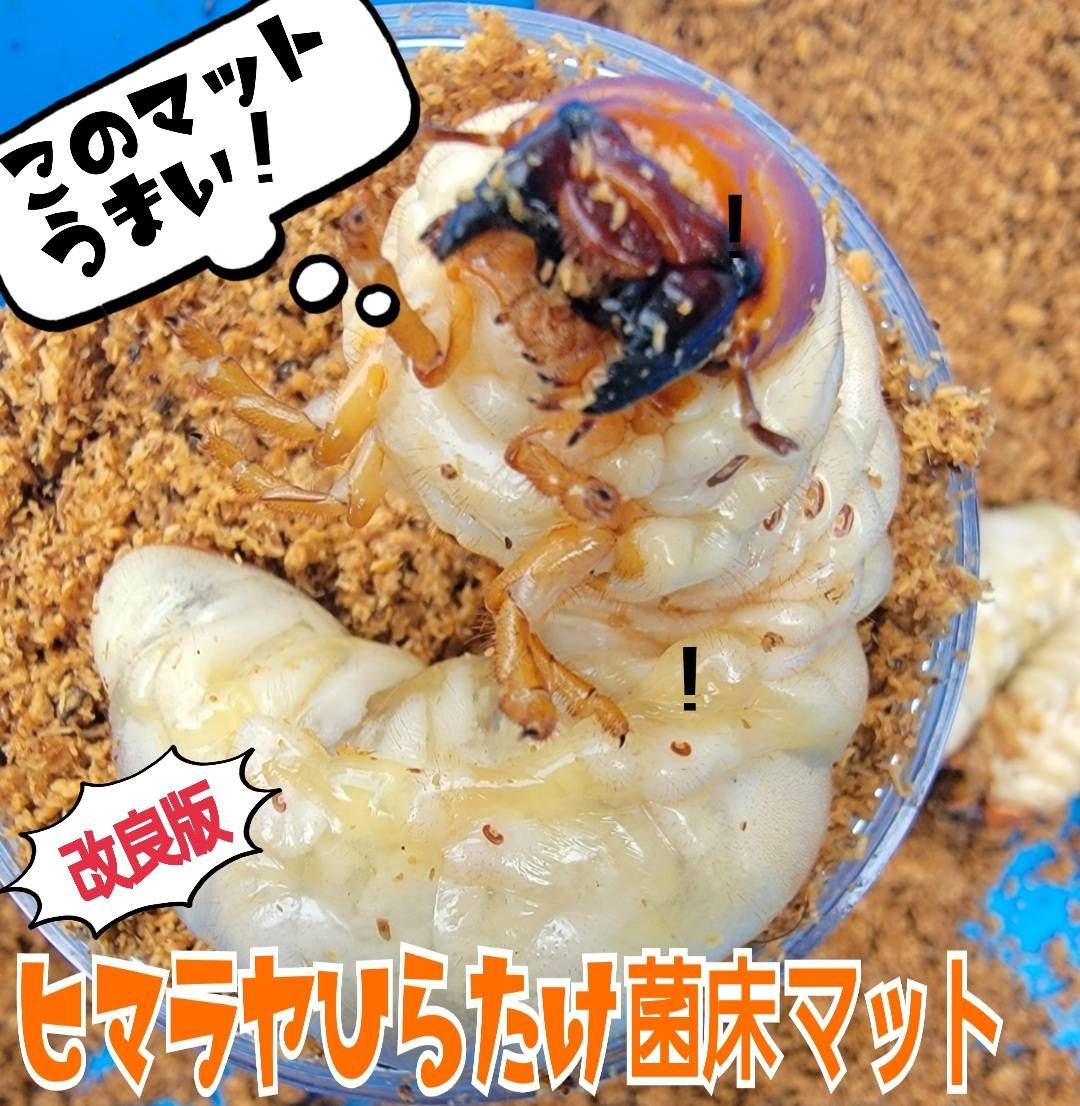 クワガタ幼虫が大きくなる！菌床粉砕マット【2リットル】甘い菌糸の香り！瓶に詰めるだけ！ - メルカリ