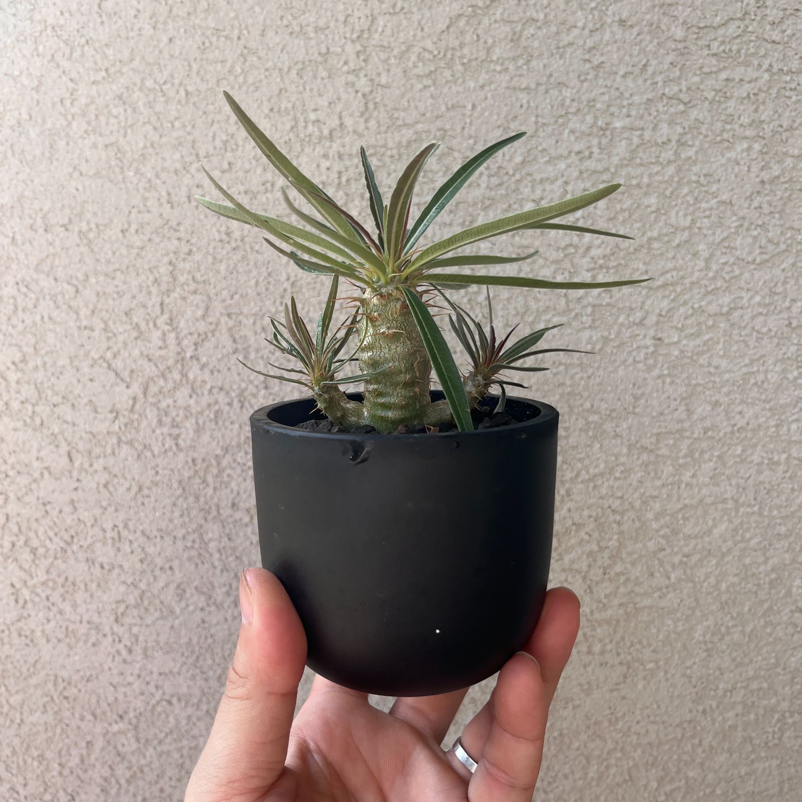 パキポディウム・グラキリス 実生株2年｜Pachypodium rosulatum