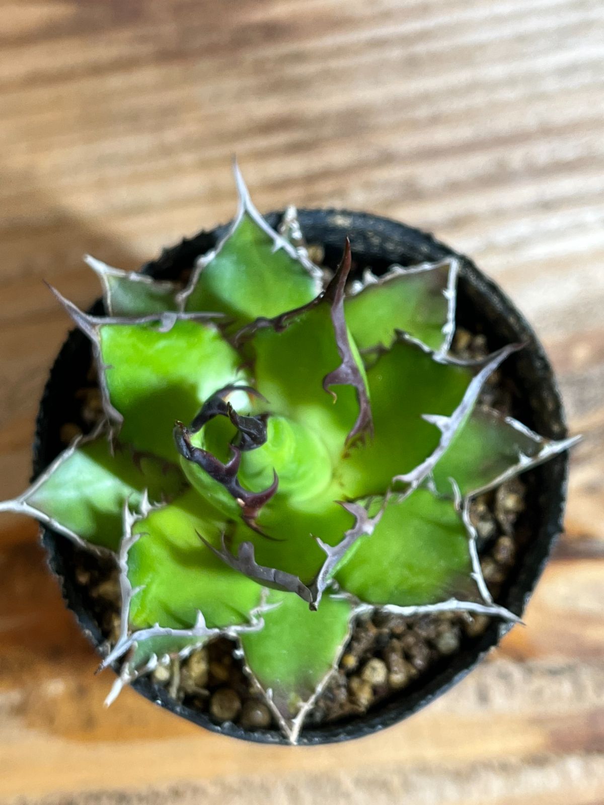 アガベ ホリダ 実生 選抜 ライムグリーン 【強刺タイプ】6 - メルカリ