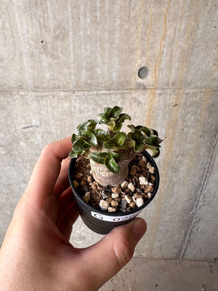 ＜新品・送料込み＞DHD 5.11 EE DNA SQUASH 　D-0014 DHD – Surfection Mosman