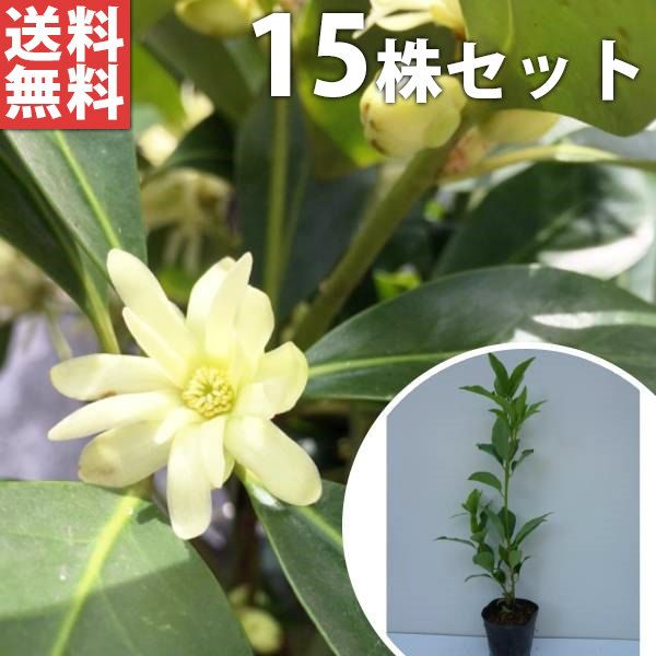 苗|苗木 15本セット シキミ 樹高0.3m前後 10.5cmポット 苗木 苗 しきみ 樒 櫁 植木 庭木 生け垣 生垣 kb 15本 15