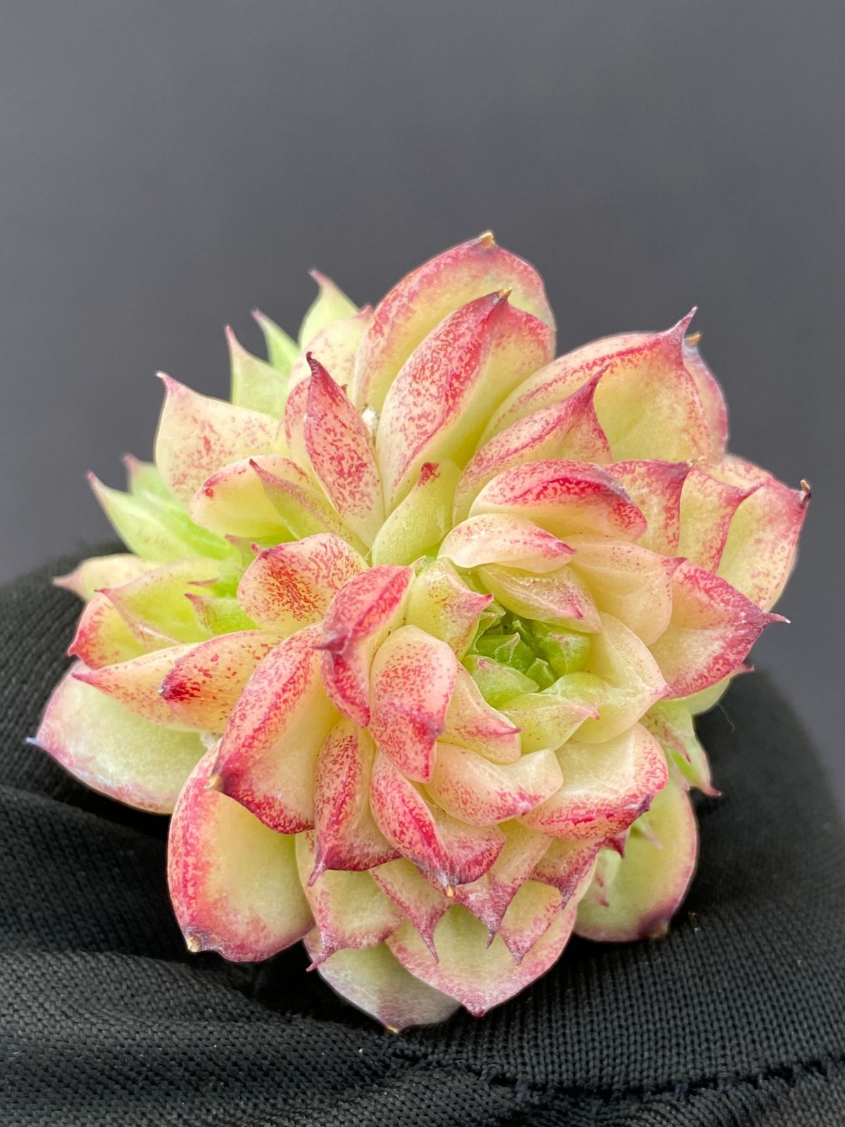 Mastersゴルフマスターズ高級ブランケットレア公式グッズ毛布タオル