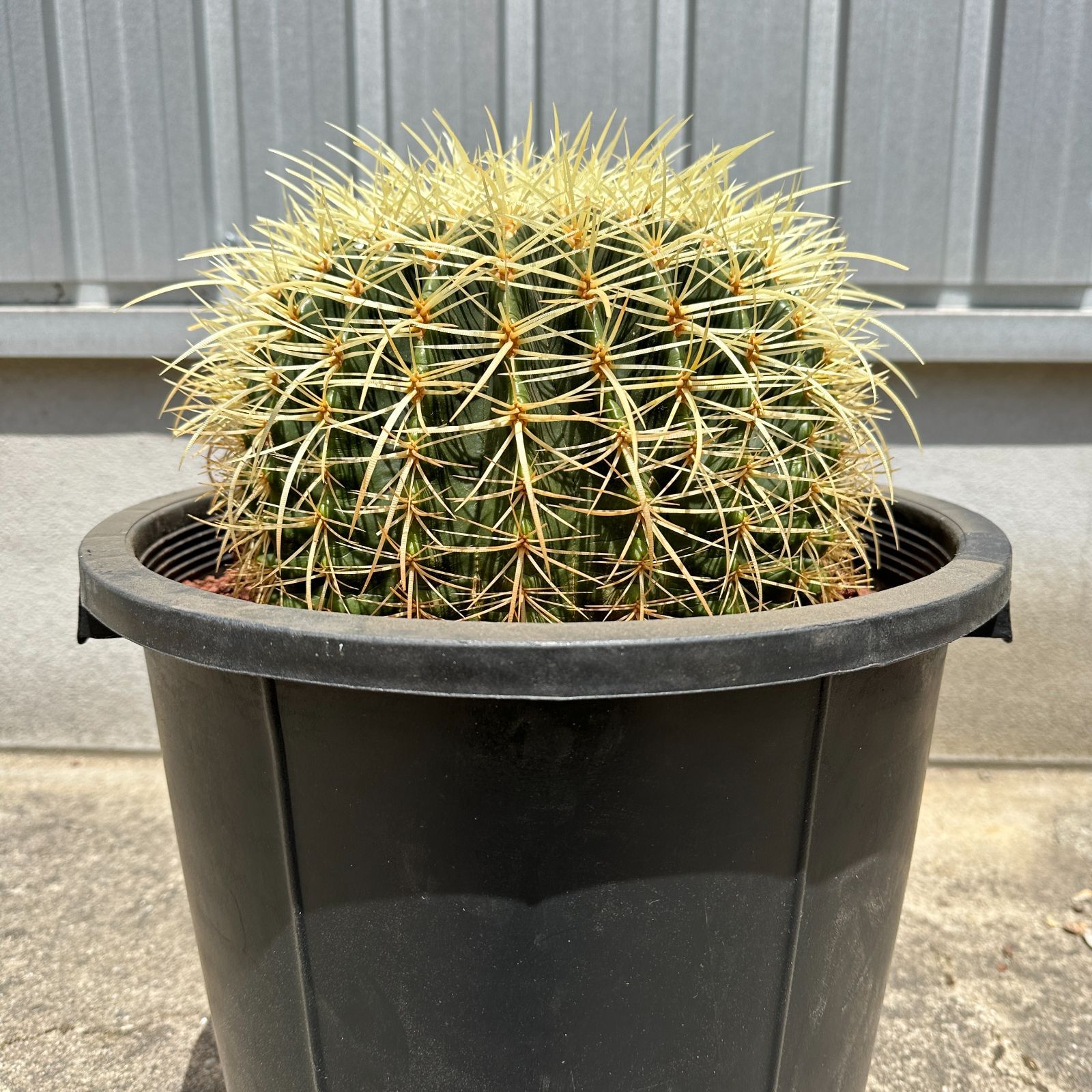Echinocactus grusonii エキノカクタス グルソニーサボテン キンシャチ