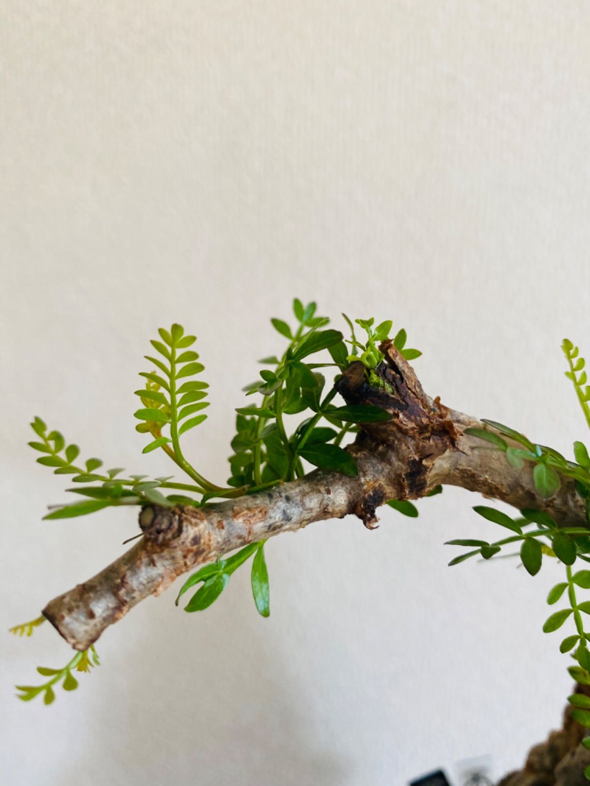 オペルクリカリア パキプス 現地球 発根済み チビプス 赤肌&緑肌