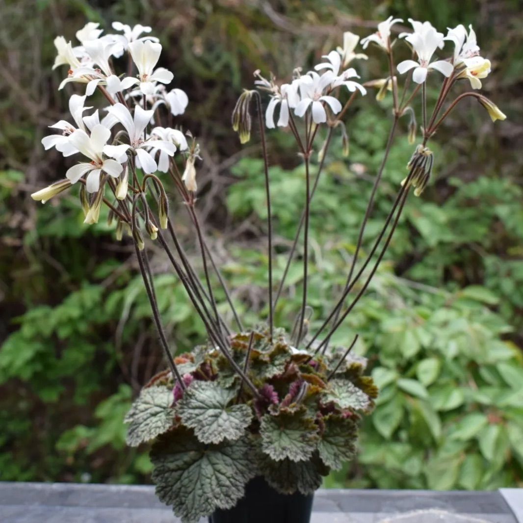 ペラルゴニウム バルクリ 種子10粒 Pelargonium barklyi - ヨコセ