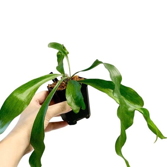 ビカクシダ ヒリー パオパオ 中株 ビカクシダ ヒリー パオパオ 中株 ビカクシダ ヒリー パオパオ 中株