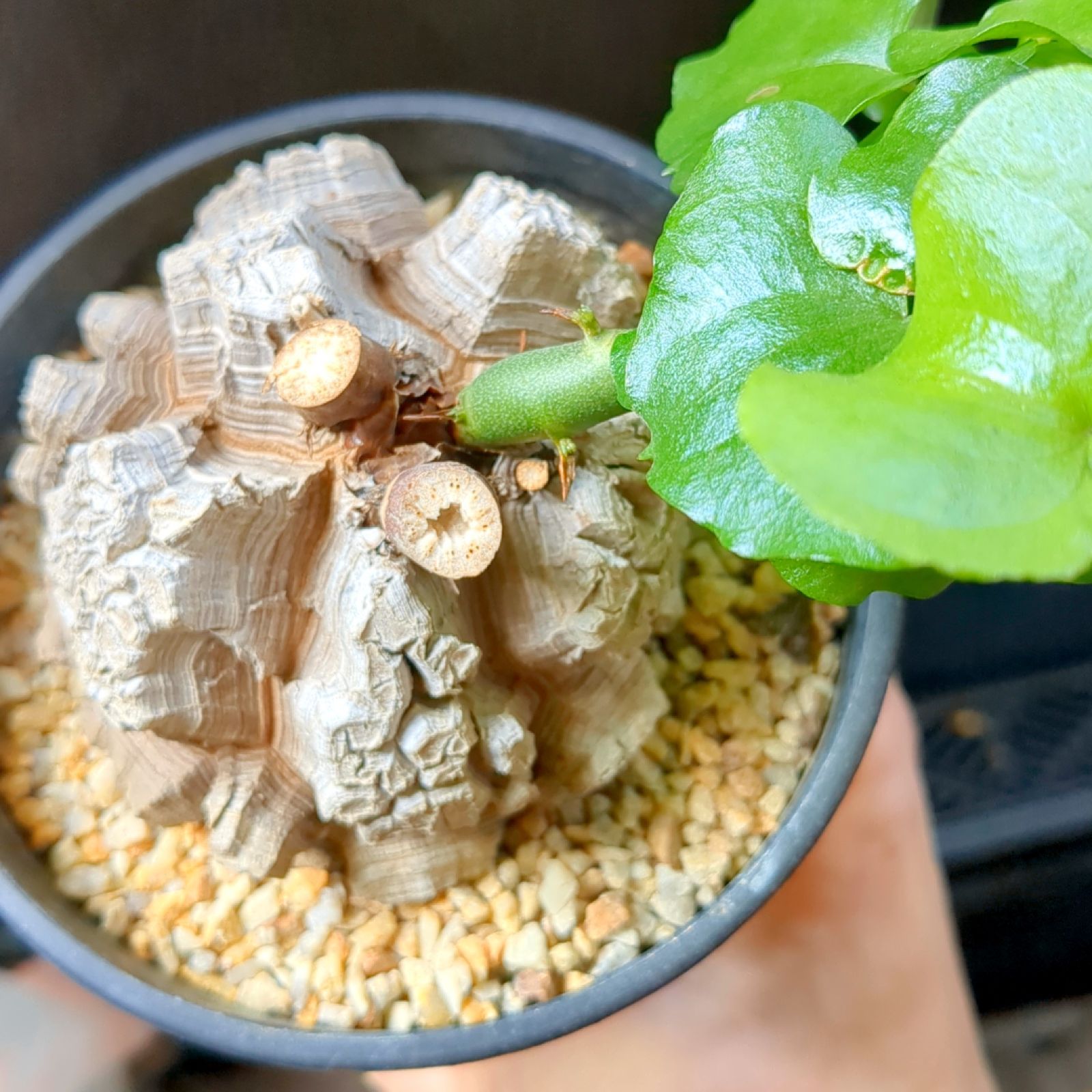 亀甲竜ディオスコレアエレファンティペス　現品鉢ごと発送 亀甲竜 ディオスコレア エレファンティペス【 現品発送 】鉢のまま発送