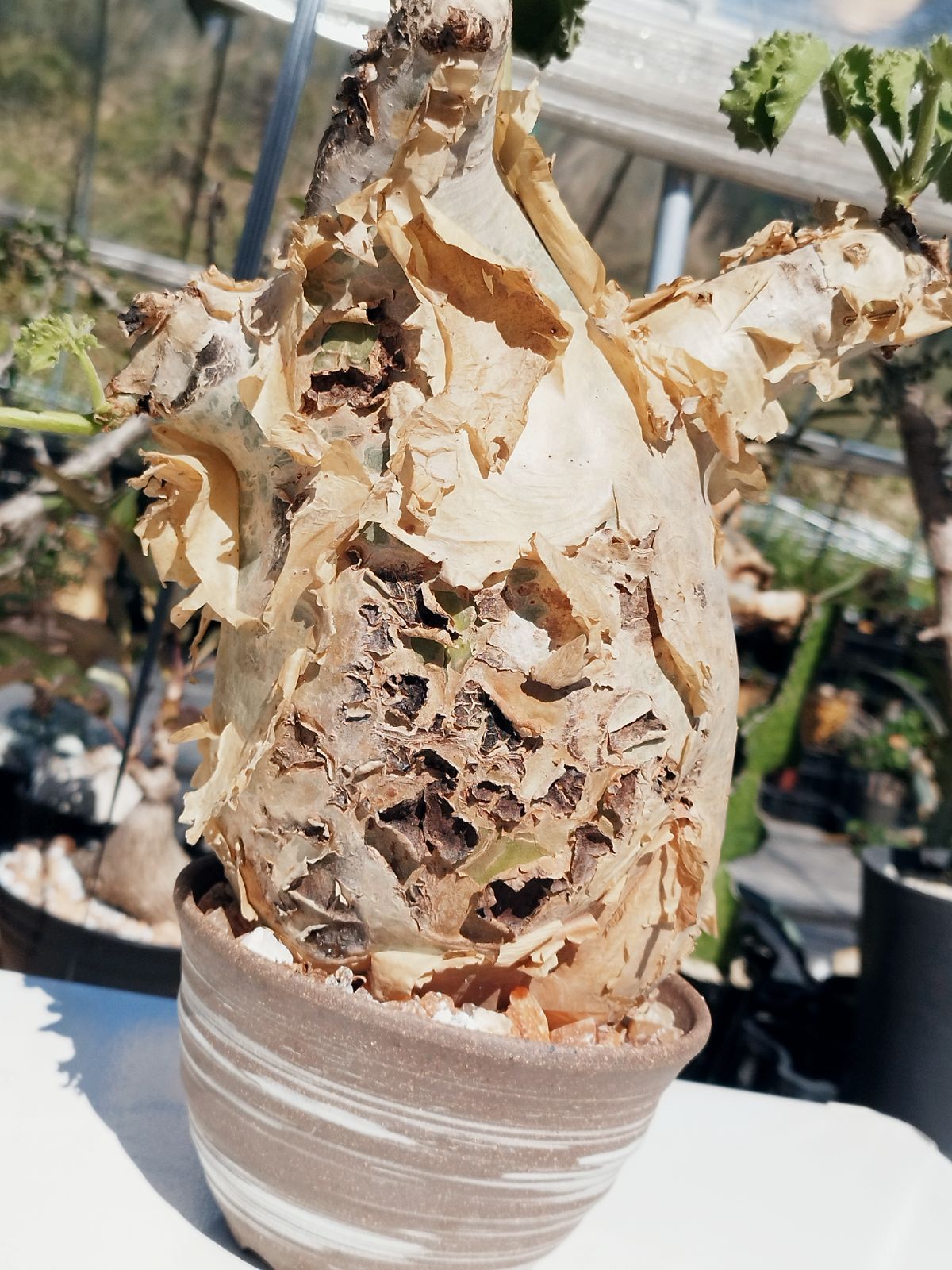 大株 塊根植物 キフォステンマ マクロプス キフォステンマ・マクロプス 1 巨大株 | 塊根植物 ロッキー