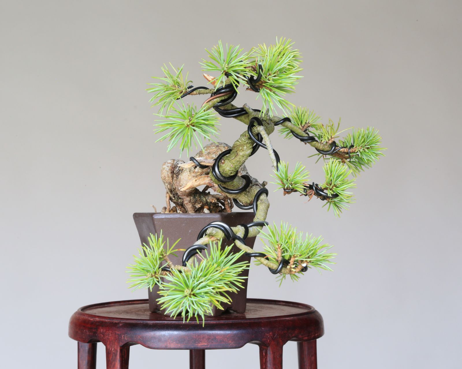 吾妻性 吾妻五葉松 盆栽 素材 吾妻五葉松【大巓性】実生石付き仕立ての小品盆栽になります。 樹高