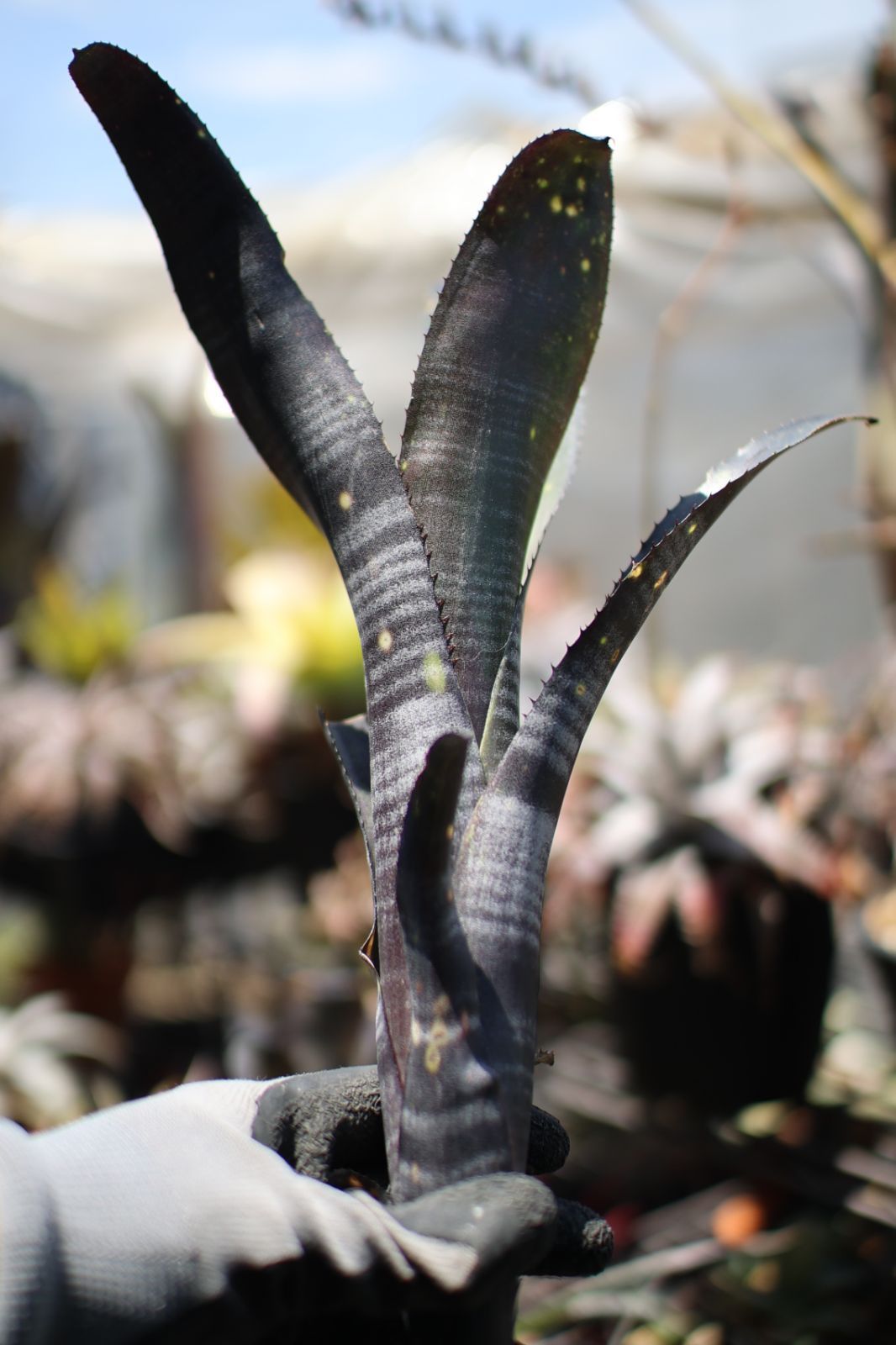 ビルベルギア EL Zorro ブロメリア・エアープランツ Billbergia EL