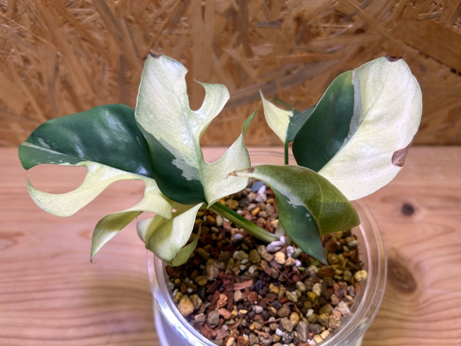 希少 ラフィドフォラ テトラスペルマ パラゴン 斑入 ヒメモンステラ斑