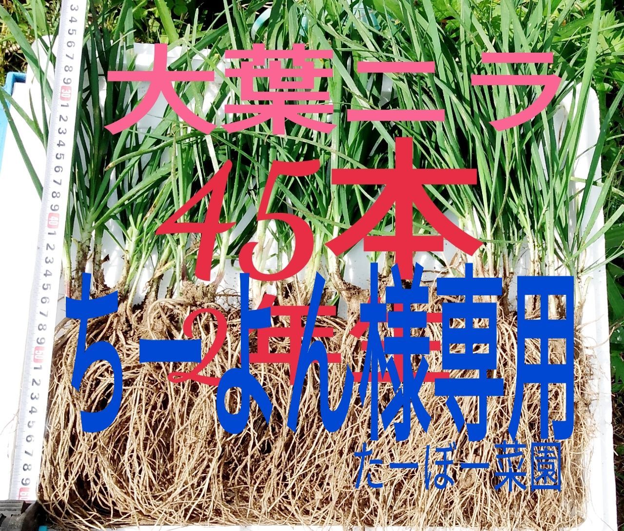 大葉ニラ苗 2年生 45本 ☆2年生が一番お得 信頼の苗販売実績