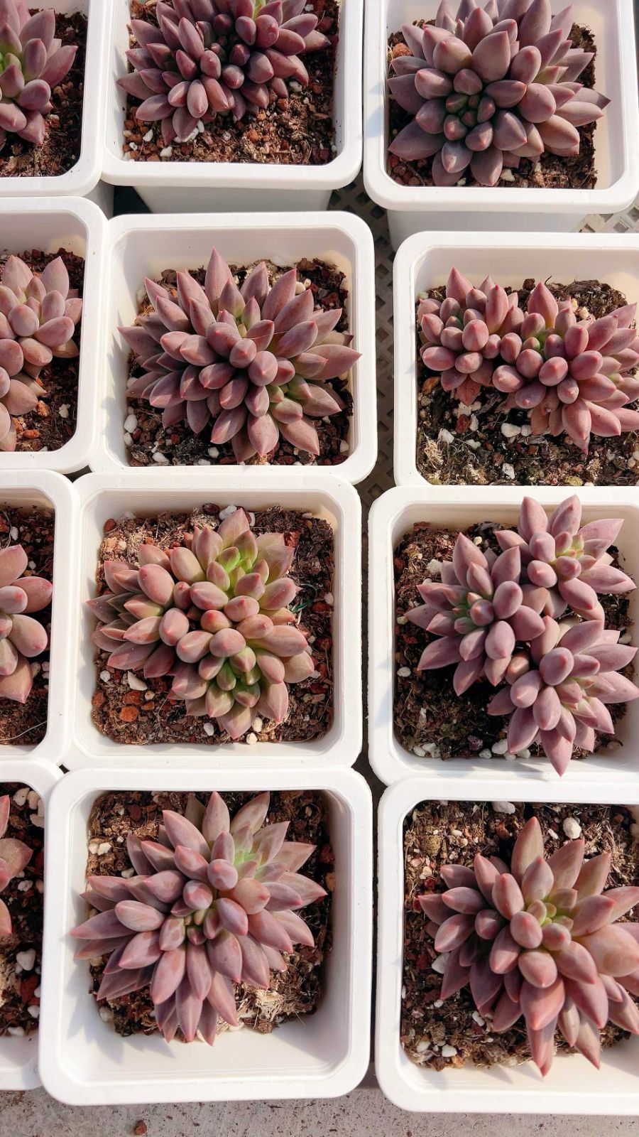 20株の抜き苗セット 赤とんぼ群生 多肉植物 佐川急便発送 エケベリア 韓国苗 LL2477 STEELWINDOWSANDDOORS_COM