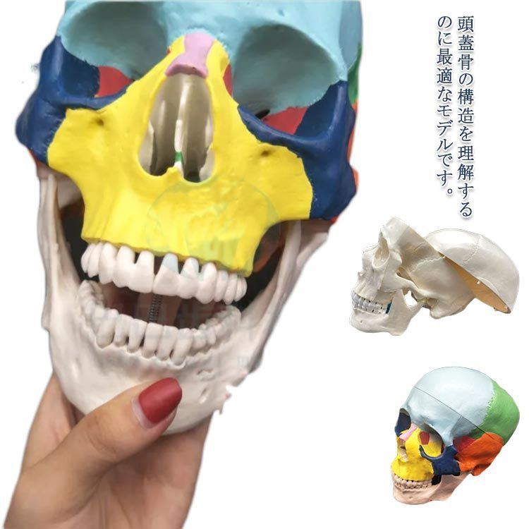 人体模型 頭蓋骨 実物大 色分け 頭蓋骨模型 頭蓋モデル スカル 人体模型 頭蓋骨 実物大 色分け 頭蓋骨模型 頭蓋モデル スカル