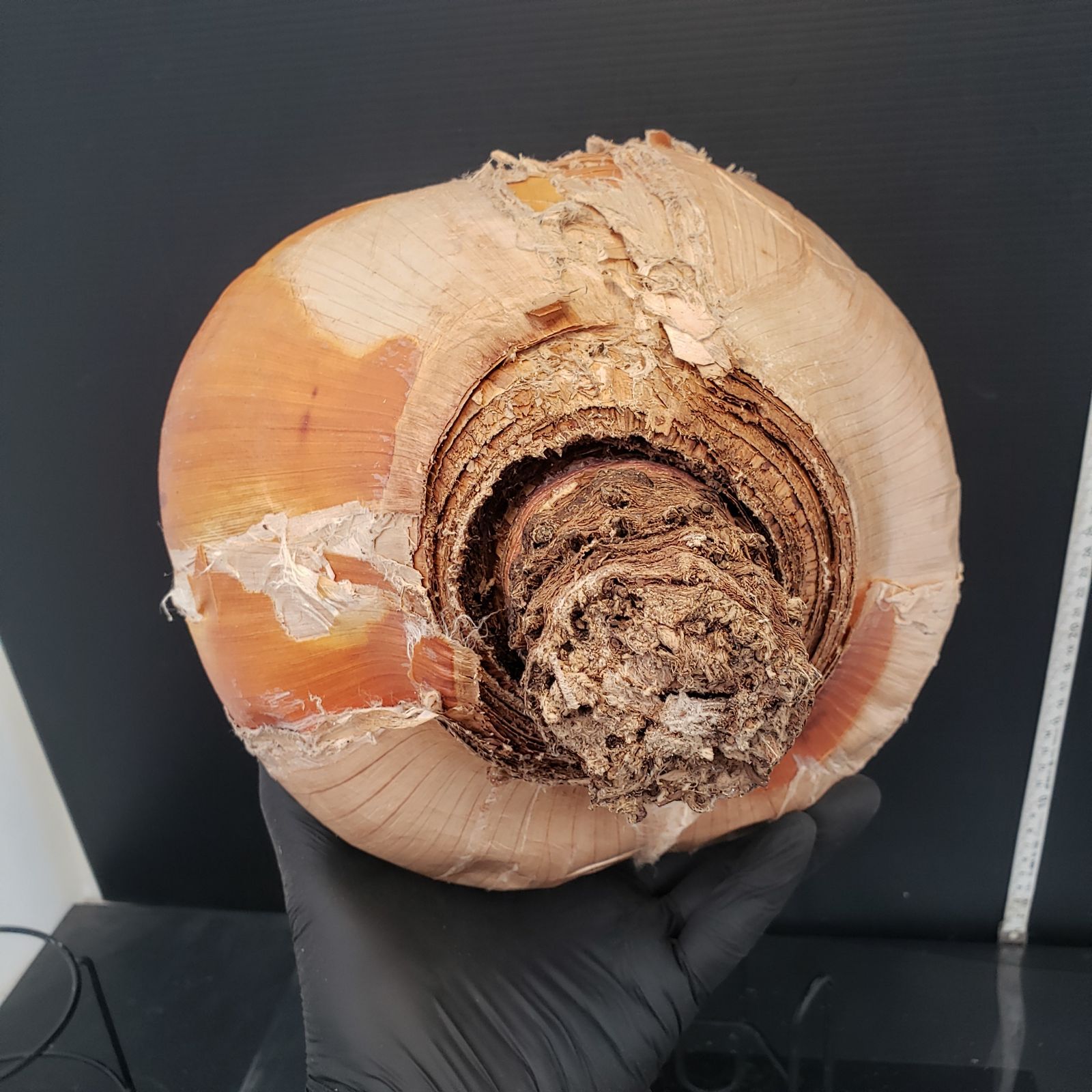 抜き苗 球根植物