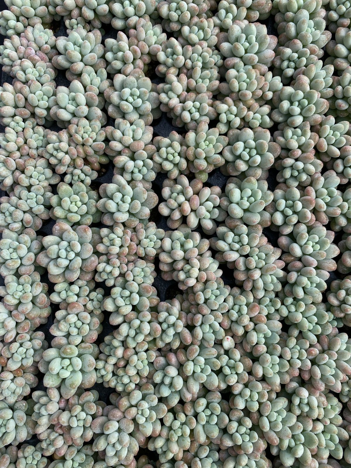 新入荷 ジェニー XQS50×105苗 土付き 多肉植物 詰め合わせ エケベリア