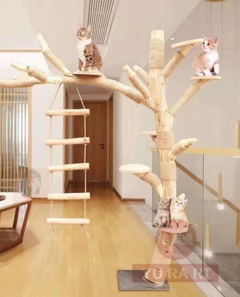 猫の木 猫登山