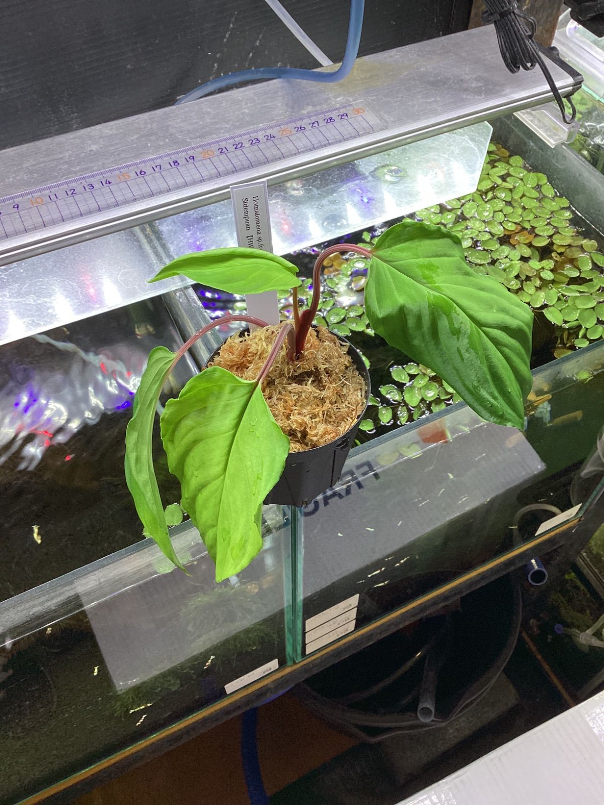 Homalomena sp. from Padang Sidempuan【HW1123-06】 Homalomena