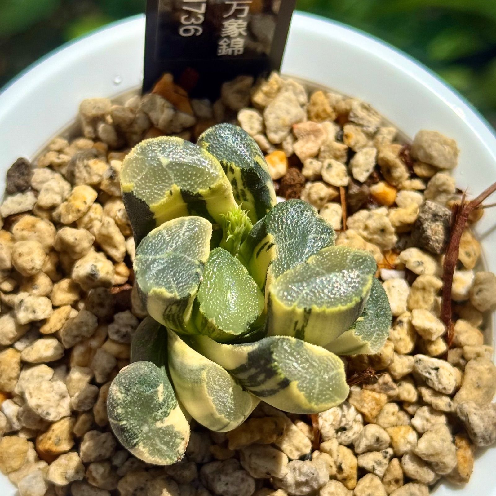 清万象錦