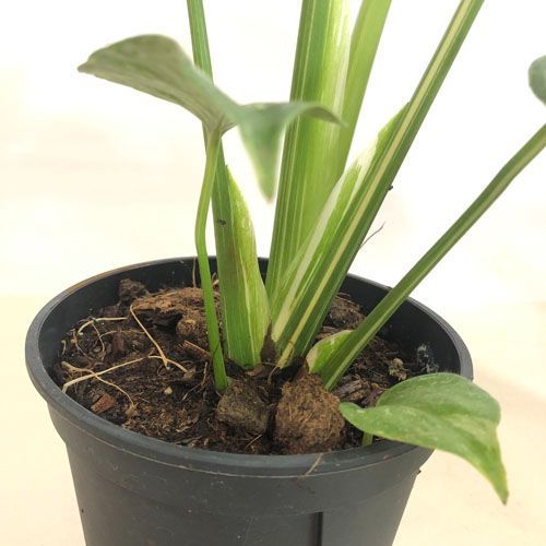 観葉植物 モンステラ デリシオーサ タイコンステレーション 5号【個体