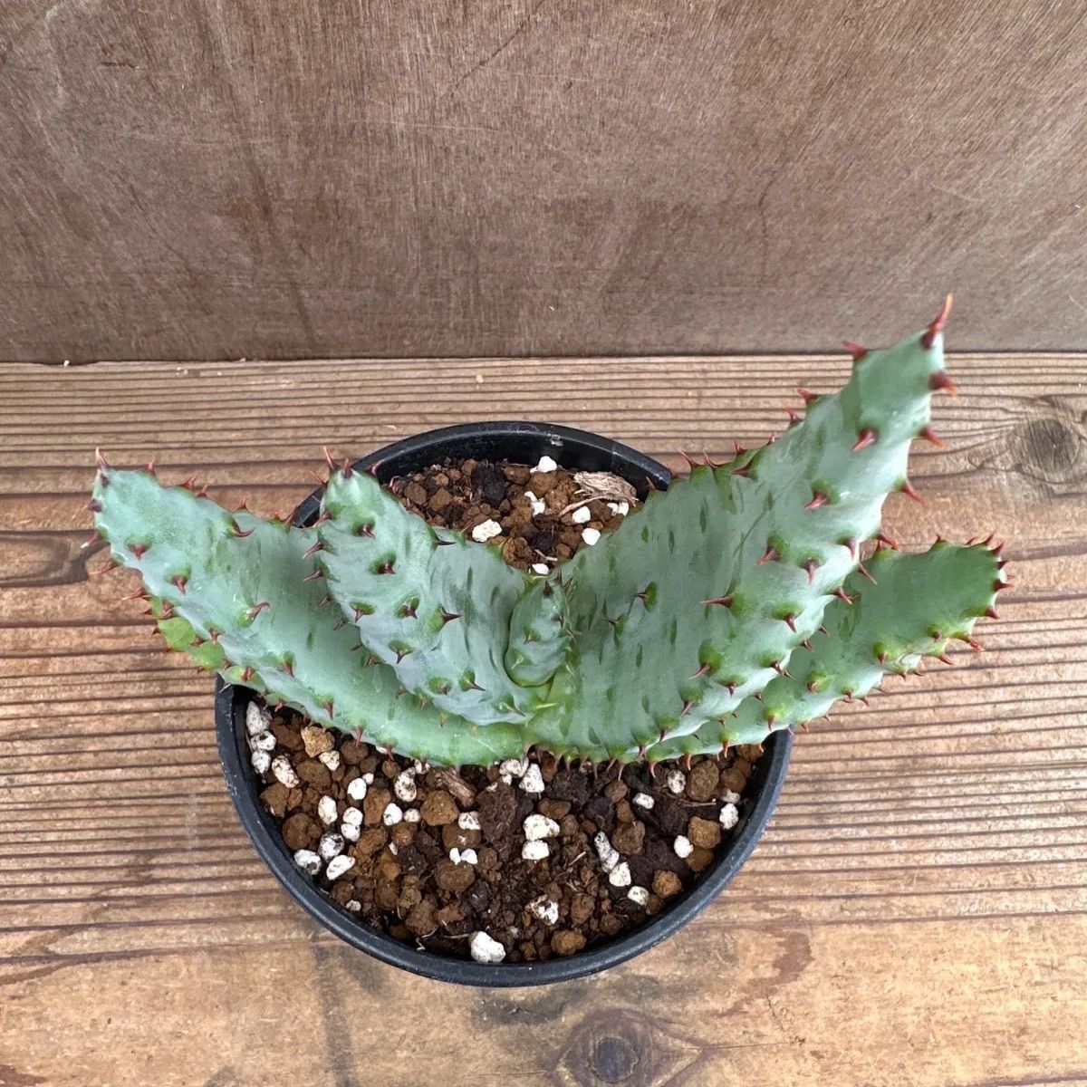 アロエ 鬼天丸 現品 Aloe marlothii hybrid マルロシー