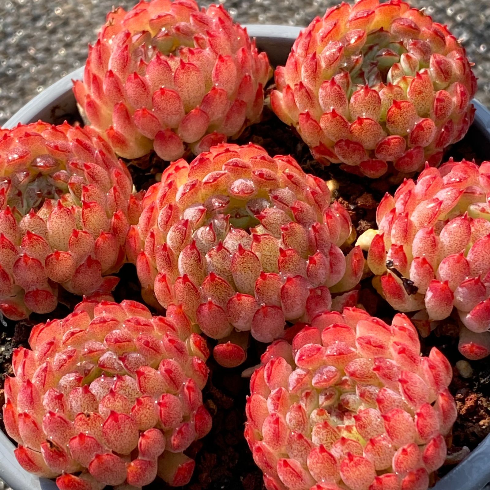 梨のお花＊梨のつぼみの枝＊切り花】真っ白い可憐な可愛いお花＊里山