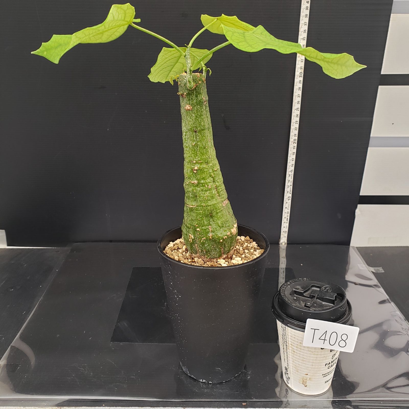 T408【自社養生株】アデニア クリスタルグリーン（現地球・発根株