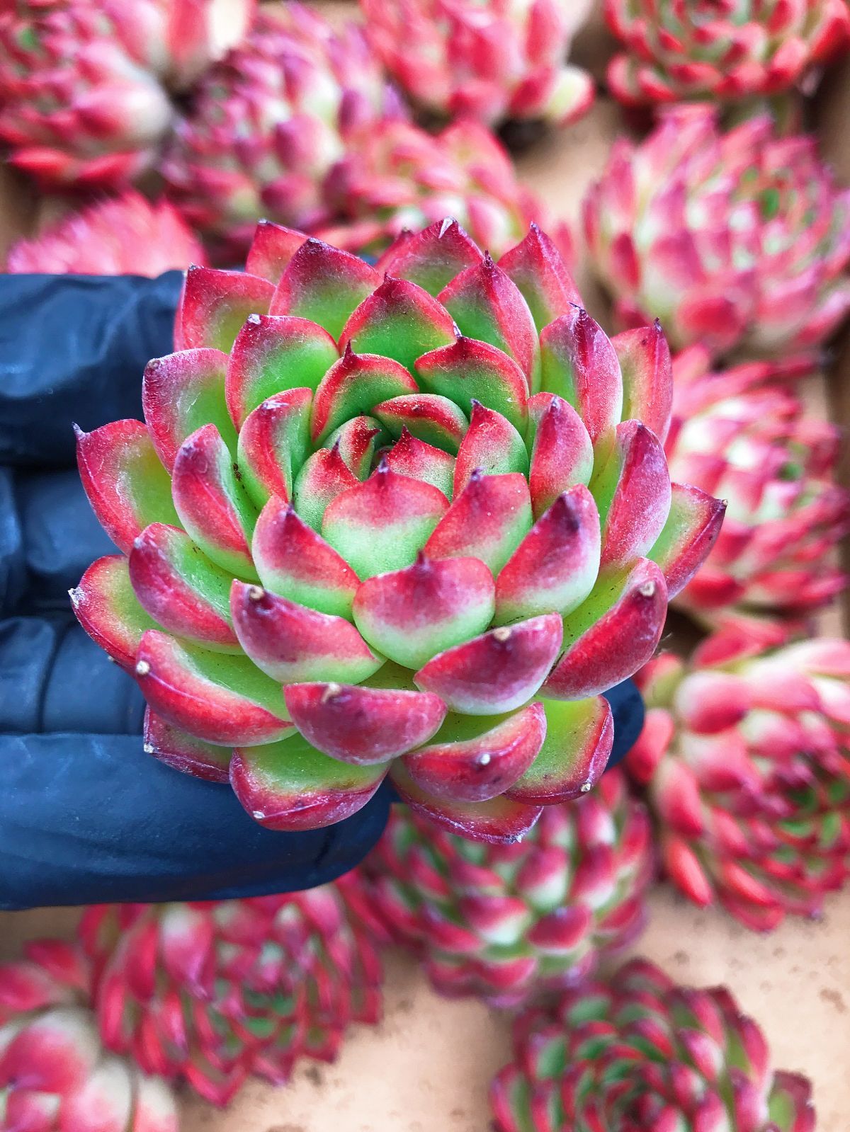 多肉植物 韓国苗 エケベリア MIX100苗セット 全て5センチ前後綺麗な苗