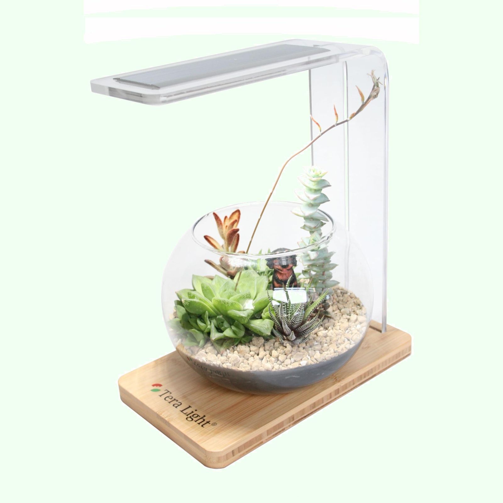 TR0001 台部分木製 ベージュ ノーブランド品植物育成ライト<テラライト>LEDライトテラリウムライトアクアリウムライト手作りガラス容器付属多肉植物観葉植物苔ハイドロカルチャー水草などの室内植物に広範囲照射間接照明インテリアライトとして癒しの空