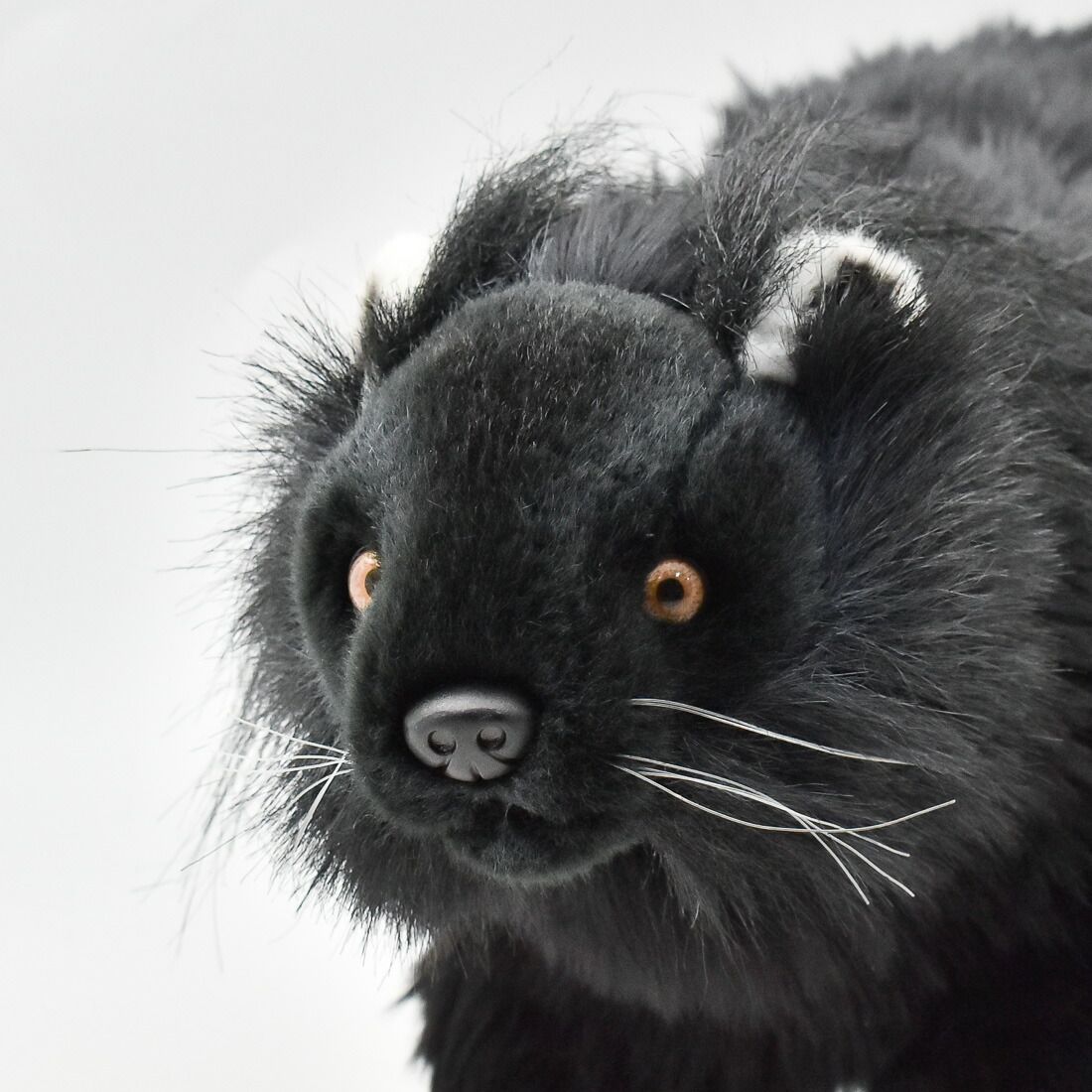 激レア！ ビントロング（Binturong / Bear cat）の頭骨 激レア！ ビントロング（Binturong / Bear cat）の頭骨