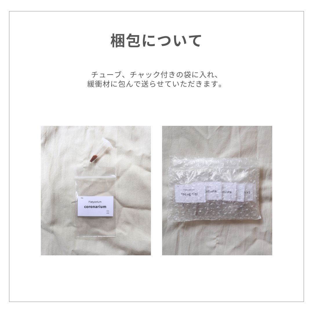 胞子] celso tatsuta セルソタツタ ビカクシダ - メルカリ